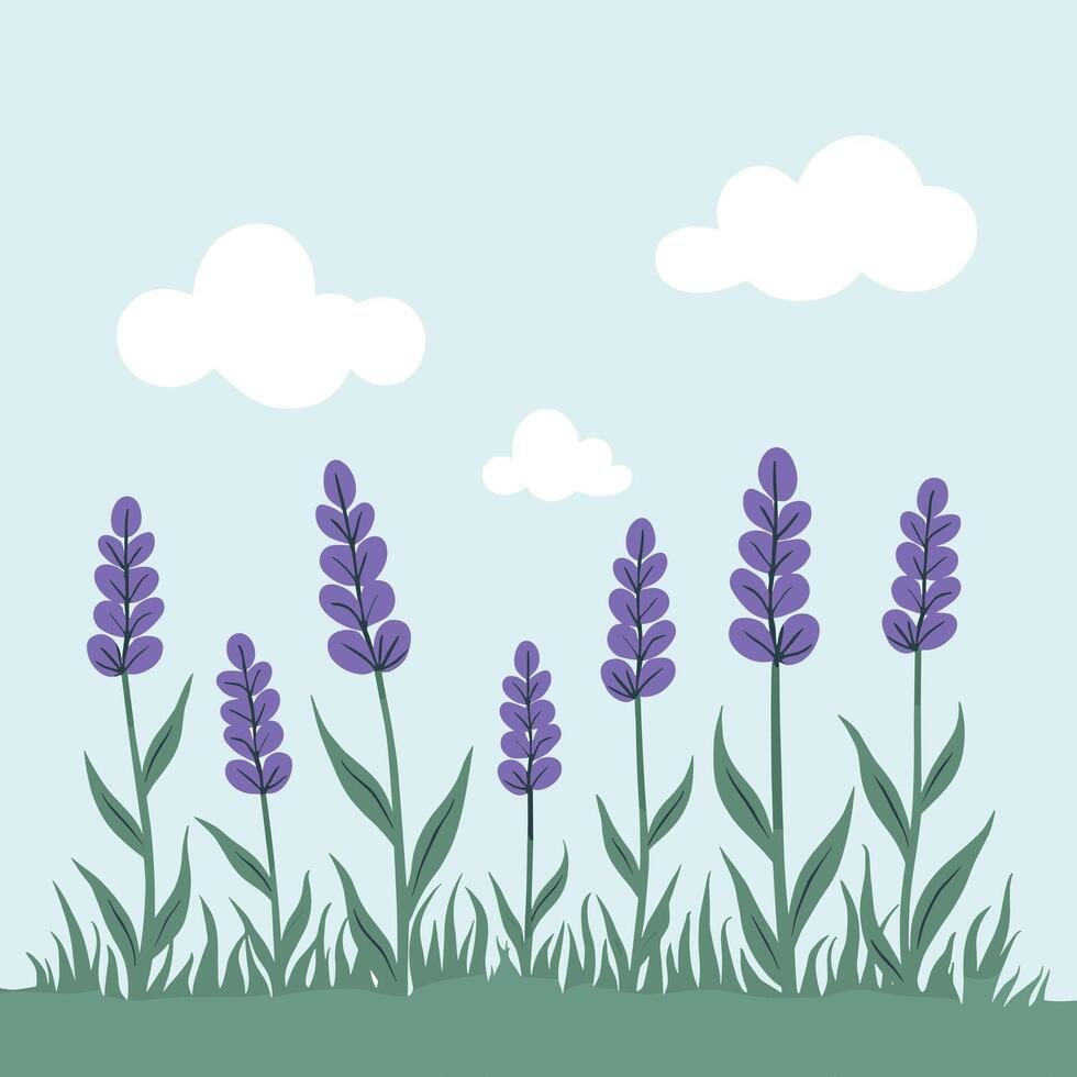 Illustration of lavender flowers in a green field under a clear blue sky with fluffy white clouds. vector