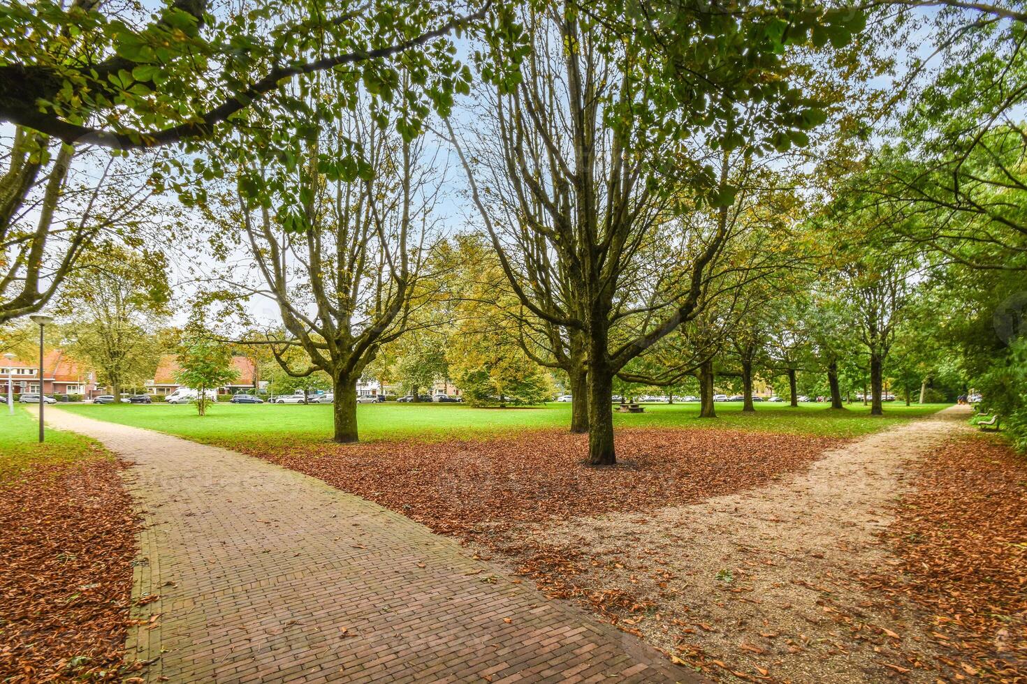 A path in a park with trees and grass photo