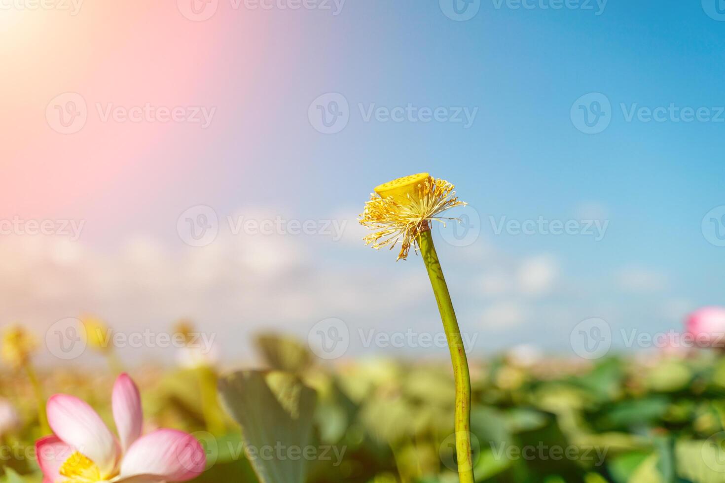 A pink lotus flower sways in the wind. Against the background of their green leaves. Lotus field on the lake in natural environment. photo