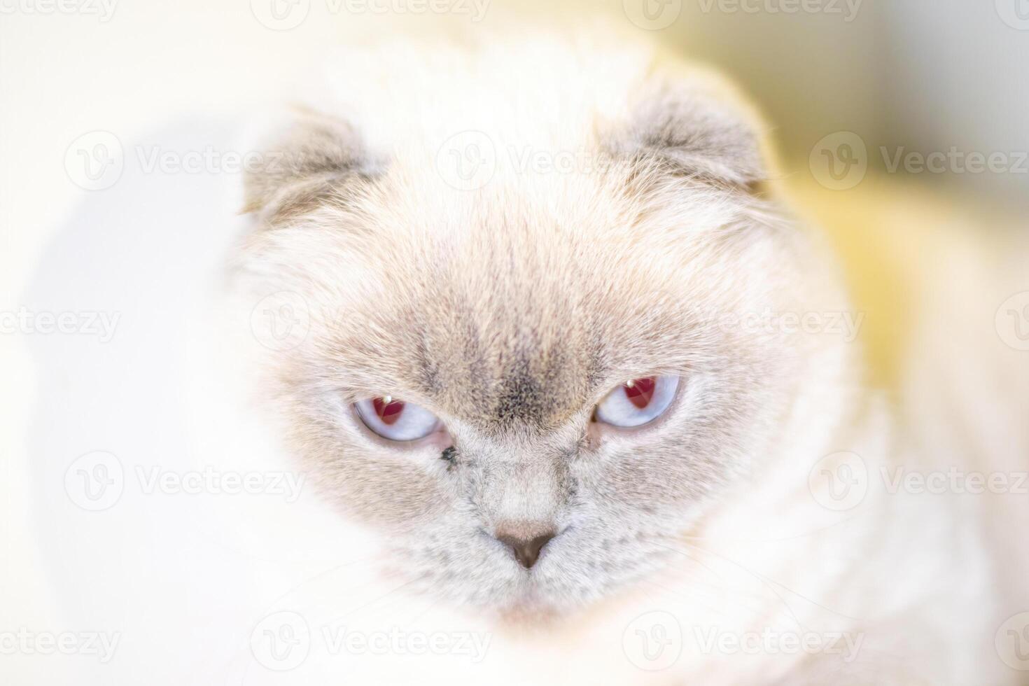 Cat, Portrait, Closeup - White Scottish Fold with Red Eyes Looking Directly at Camera. photo