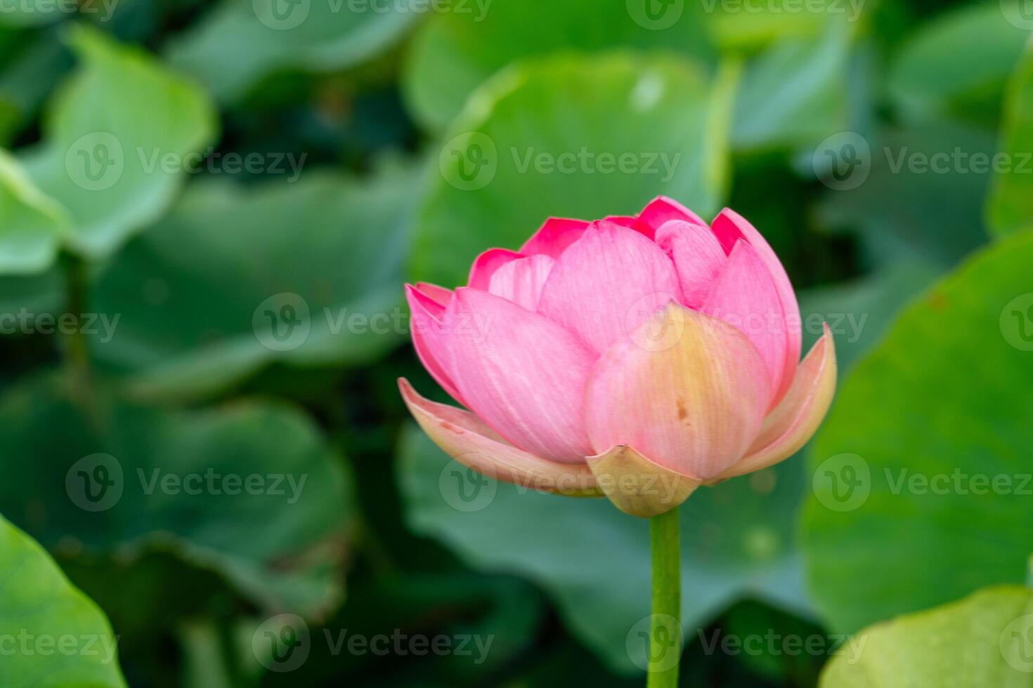 A pink lotus flower sways in the wind, Nelumbo nucifera. Against the background of their green leaves. Lotus field on the lake in natural environment. photo