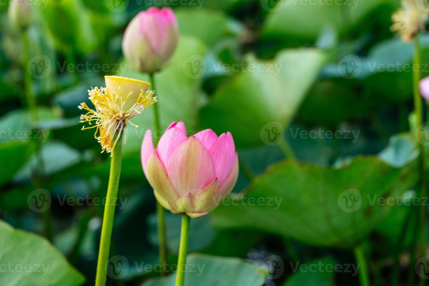 A pink lotus flower sways in the wind, Nelumbo nucifera. Against the background of their green leaves. Lotus field on the lake in natural environment. photo