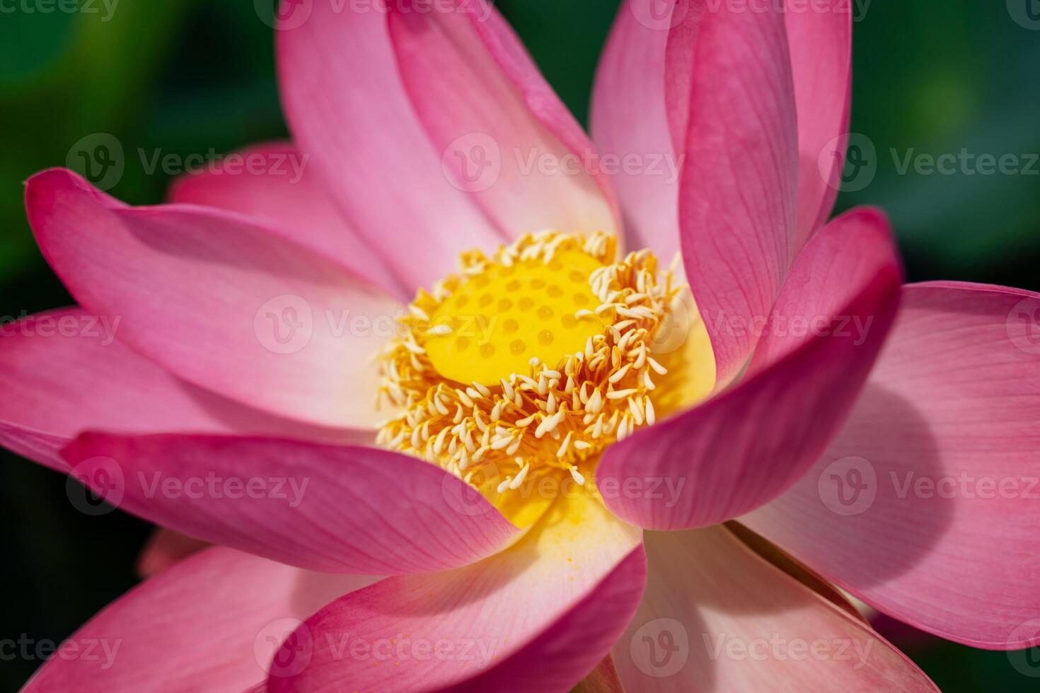 A pink lotus flower sways in the wind. Against the background of their green leaves. Lotus field on the lake in natural environment. photo