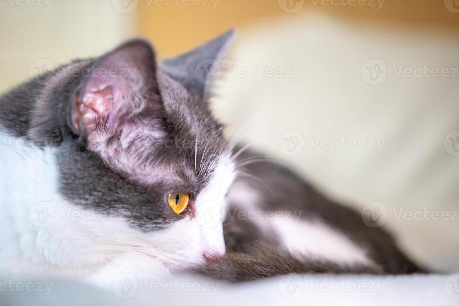 Cat, Bed, Sleeping. A close-up of a grey and white cat lying on a bed, taking a nap. photo