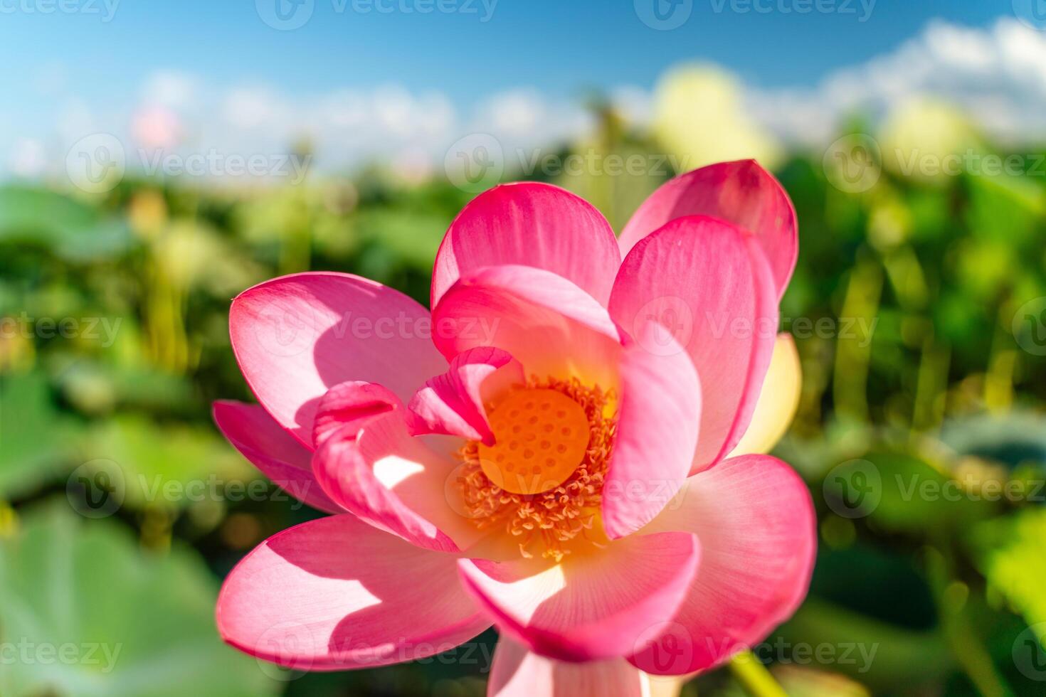 A pink lotus flower sways in the wind. Against the background of their green leaves. Lotus field on the lake in natural environment. photo
