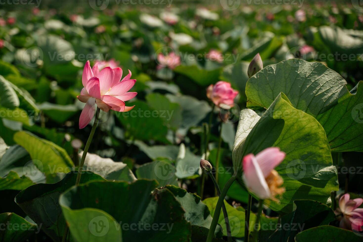 A pink lotus flower sways in the wind, Nelumbo nucifera. Against the background of their green leaves. Lotus field on the lake in natural environment. photo