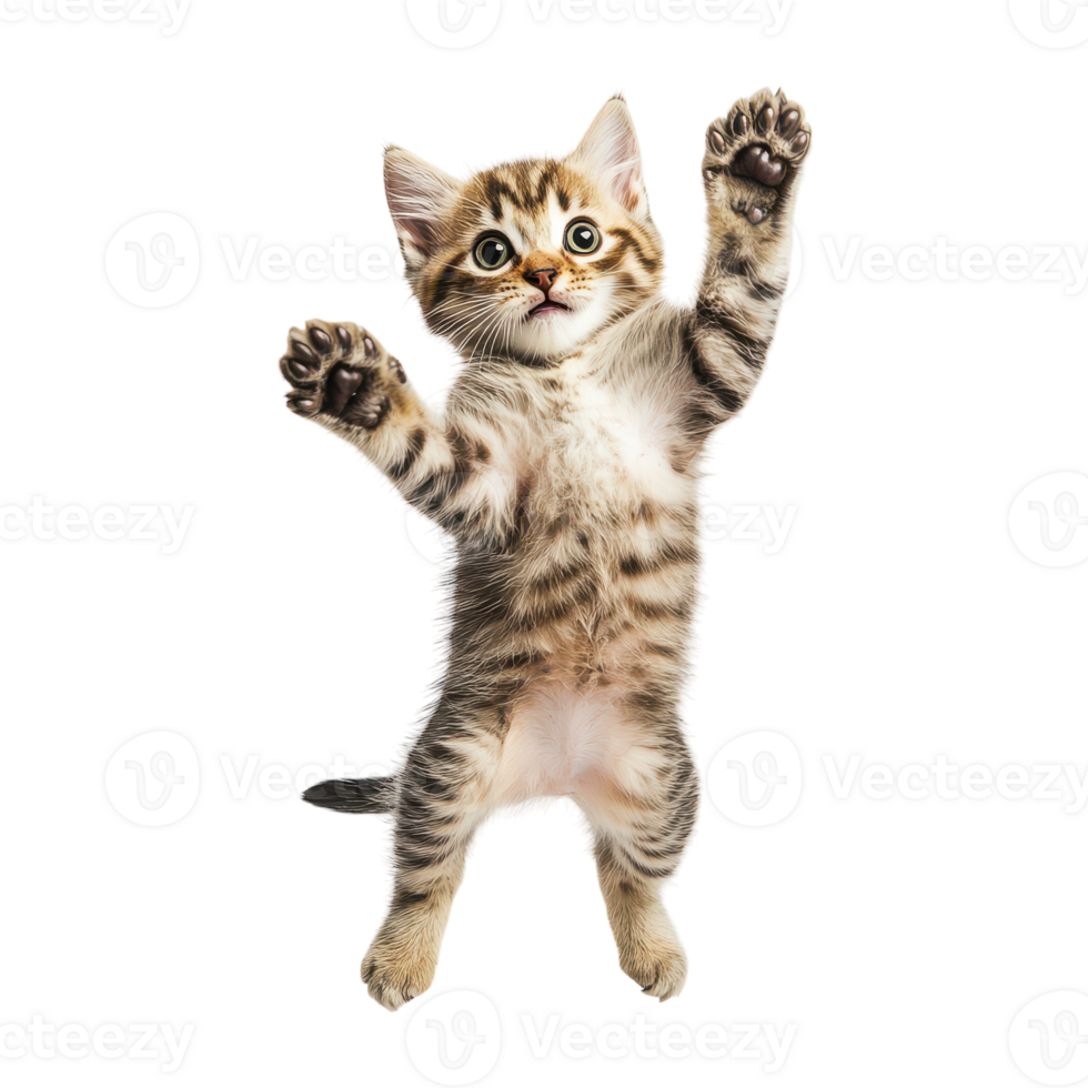 A kitten is standing on its hind legs png