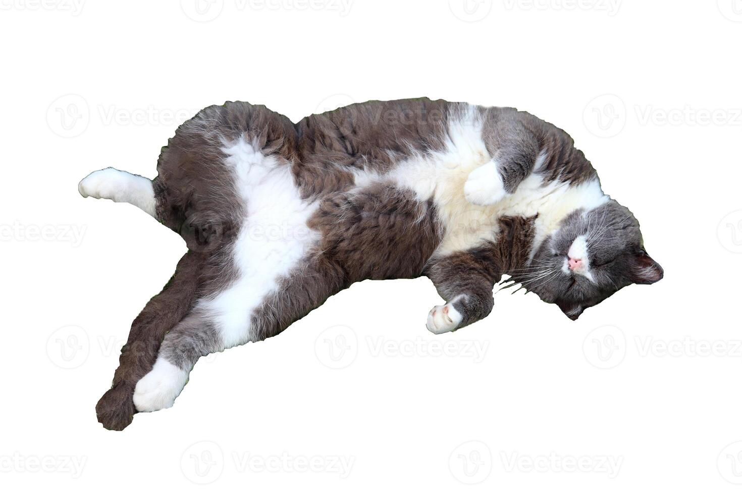 Gray cat with white chest lies on side and looks - color photo, isolate for design photo