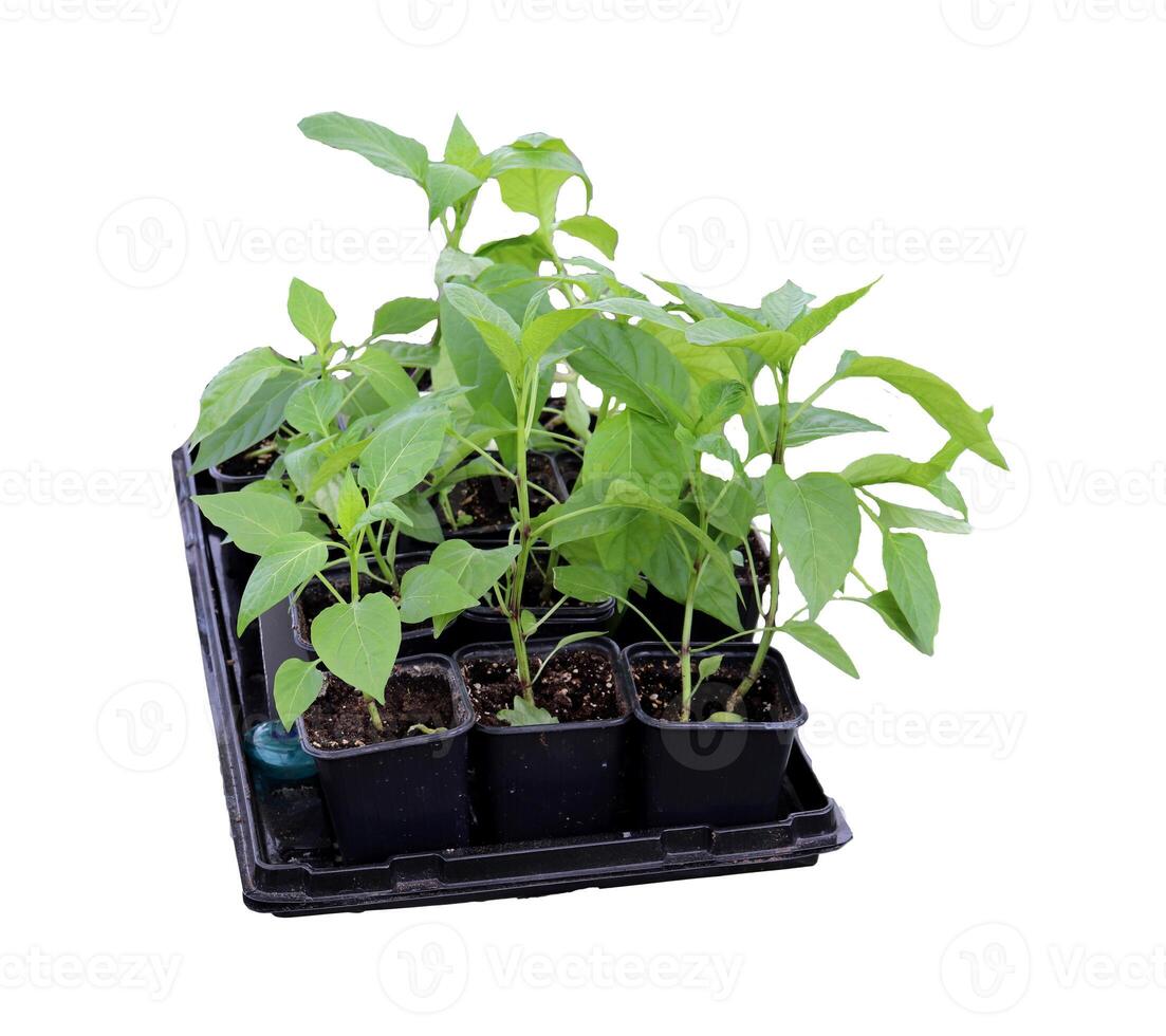 Pepper seedlings, sprouts in plastic cups with soil on a tray on a white background, side view - isolate for packaging design photo