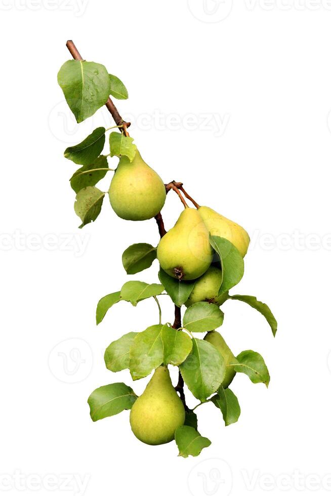 Ripe yellow pears of the Lada variety on a branch with leaves - color photo, isolate for design photo
