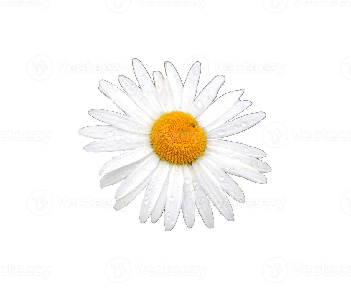 Garden white chamomile flower Daisy with drops on the petals - color photo on white background, isolate for design