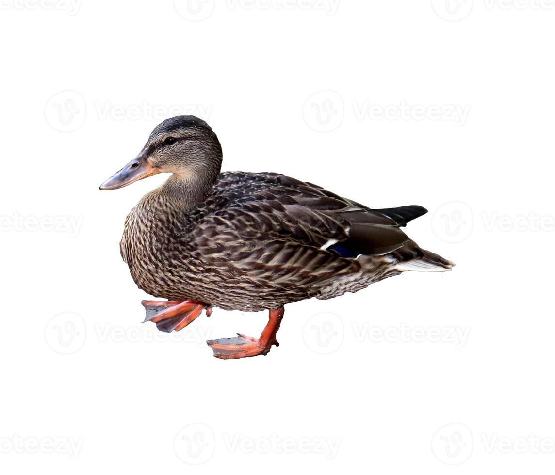 Female duck common mallard in profile - color photo, isolate for design photo