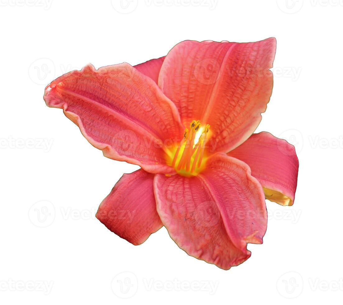 Light red lily, daylily flower - color photo on white background, isolate for design