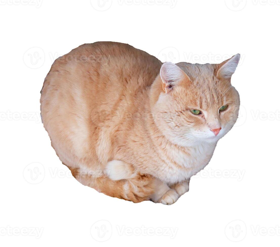 Red peach frozen cat sits with its paws tucked in, curled up - color photo, isolate for design photo