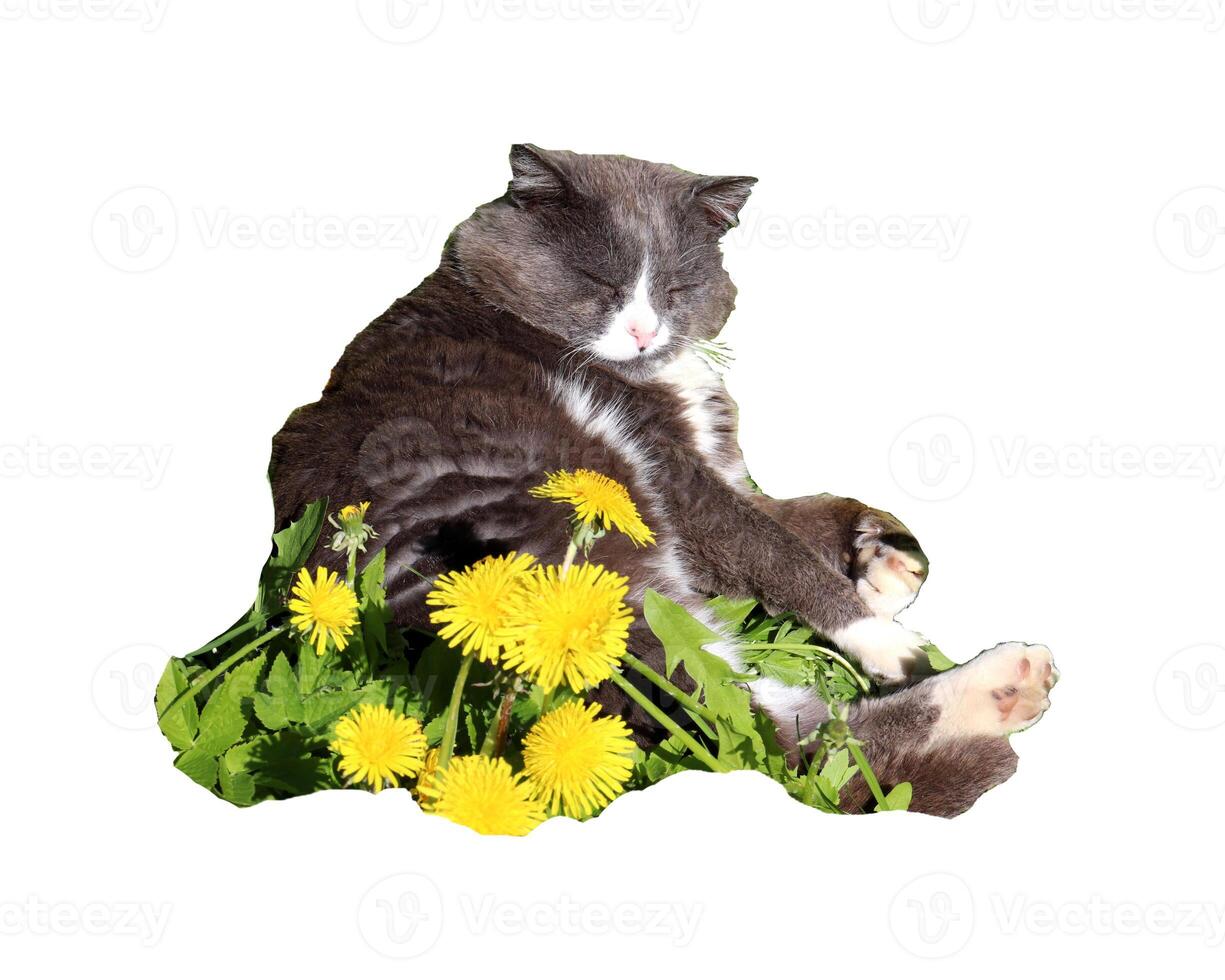 Gray cat lying on its side with its head turned over its back in yellow dandelions - color photo, isolate for design photo