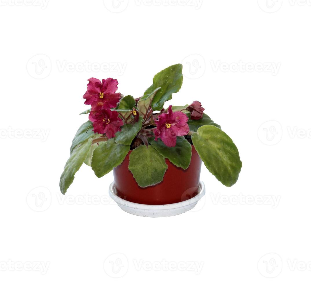 crimson violets Saintpaulia in a pot on a white background - isolate for packaging design photo