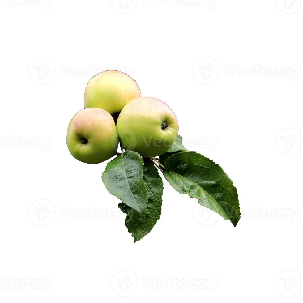 Three ripe pale yellow apples of the Sergiana variety on a branch with leaves - color photo, isolate for design photo