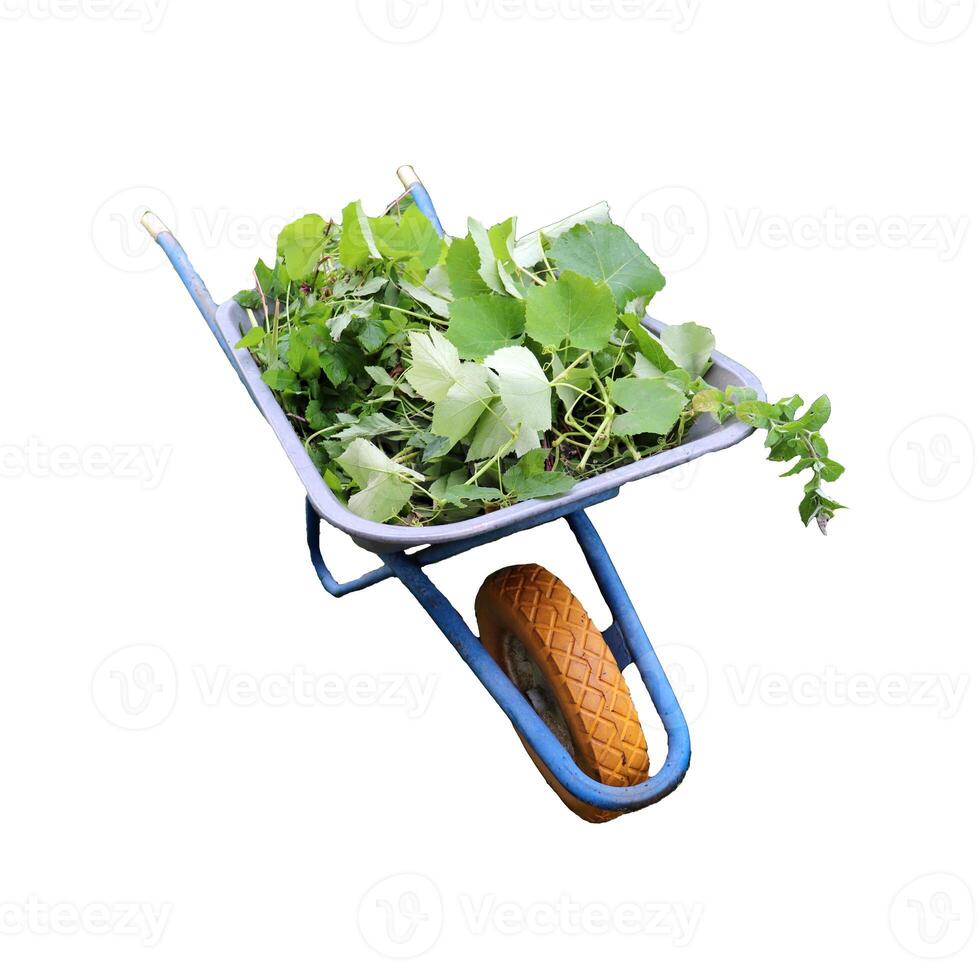 Garden wheelbarrow with weeds and cut plants on white background - isolate for design photo