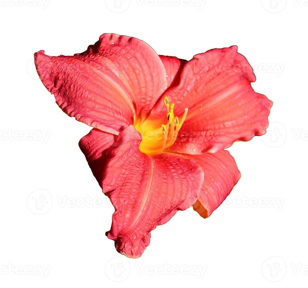 Red lily, daylily flower - color photo on white background, isolate for design
