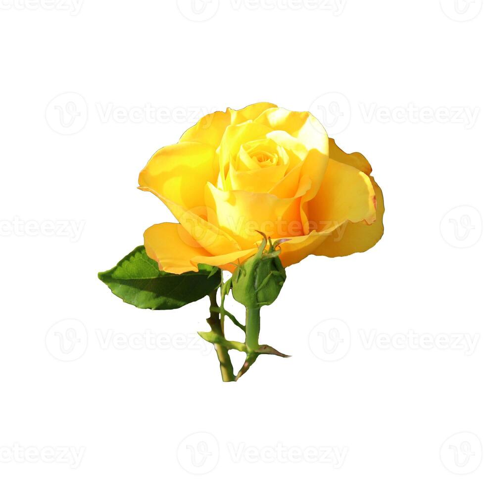 Yellow rose flower with bud and leaf - color photo on white background, isolate for design