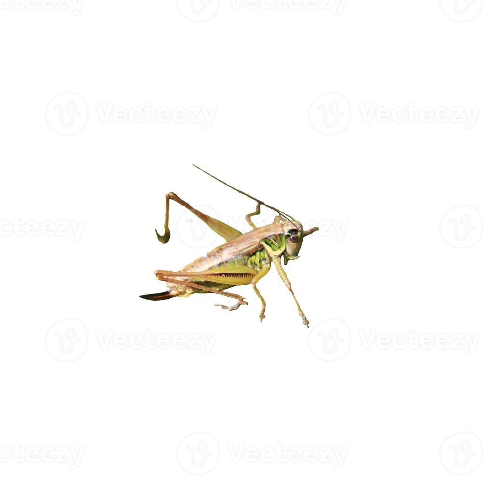 Green sitting grasshopper, insect - color macro photo, isolate for design photo
