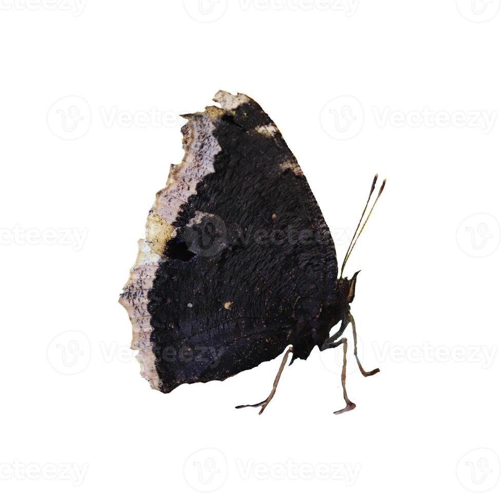 Butterfly with black folded wings, insect - color macro photo, isolate for design photo