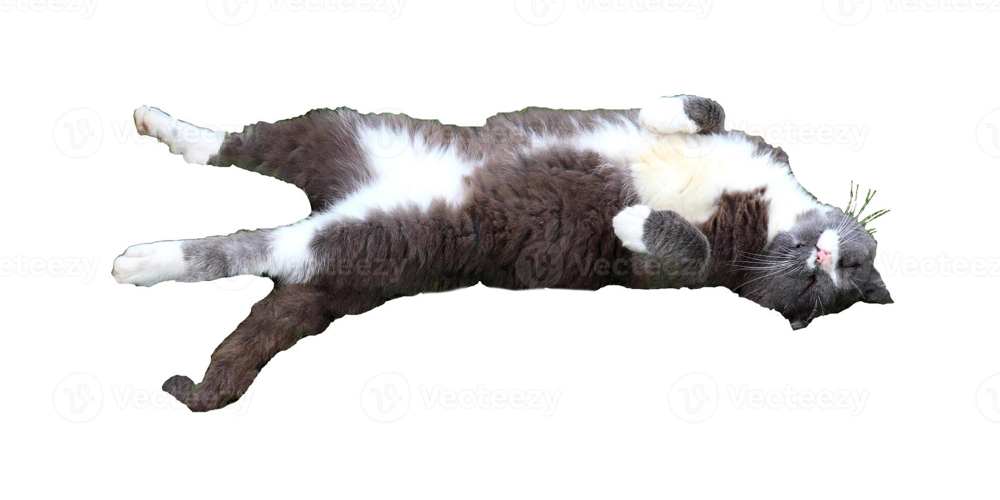 Gray cat lying on its back with its hind legs extended, its front legs tucked in, its head turned - color photo, profile view, isolate for design photo