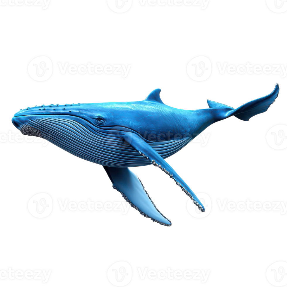 A blue whale is swimming in the ocean png