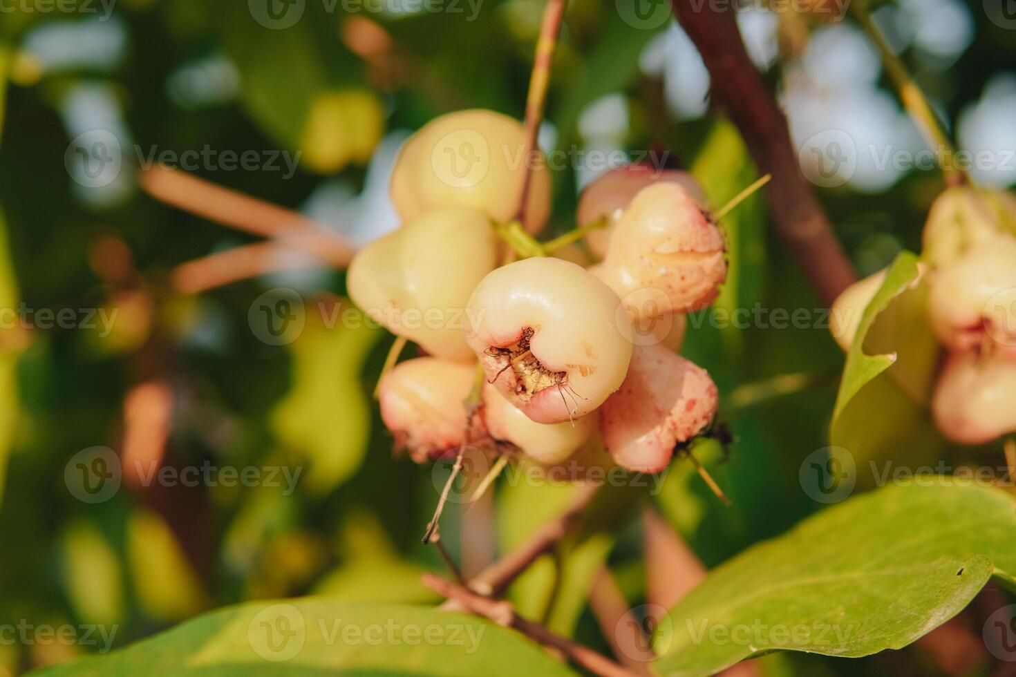 A bunch of unripe rose apple fruit hanging from a tree with natural sun beam, nature background. photo