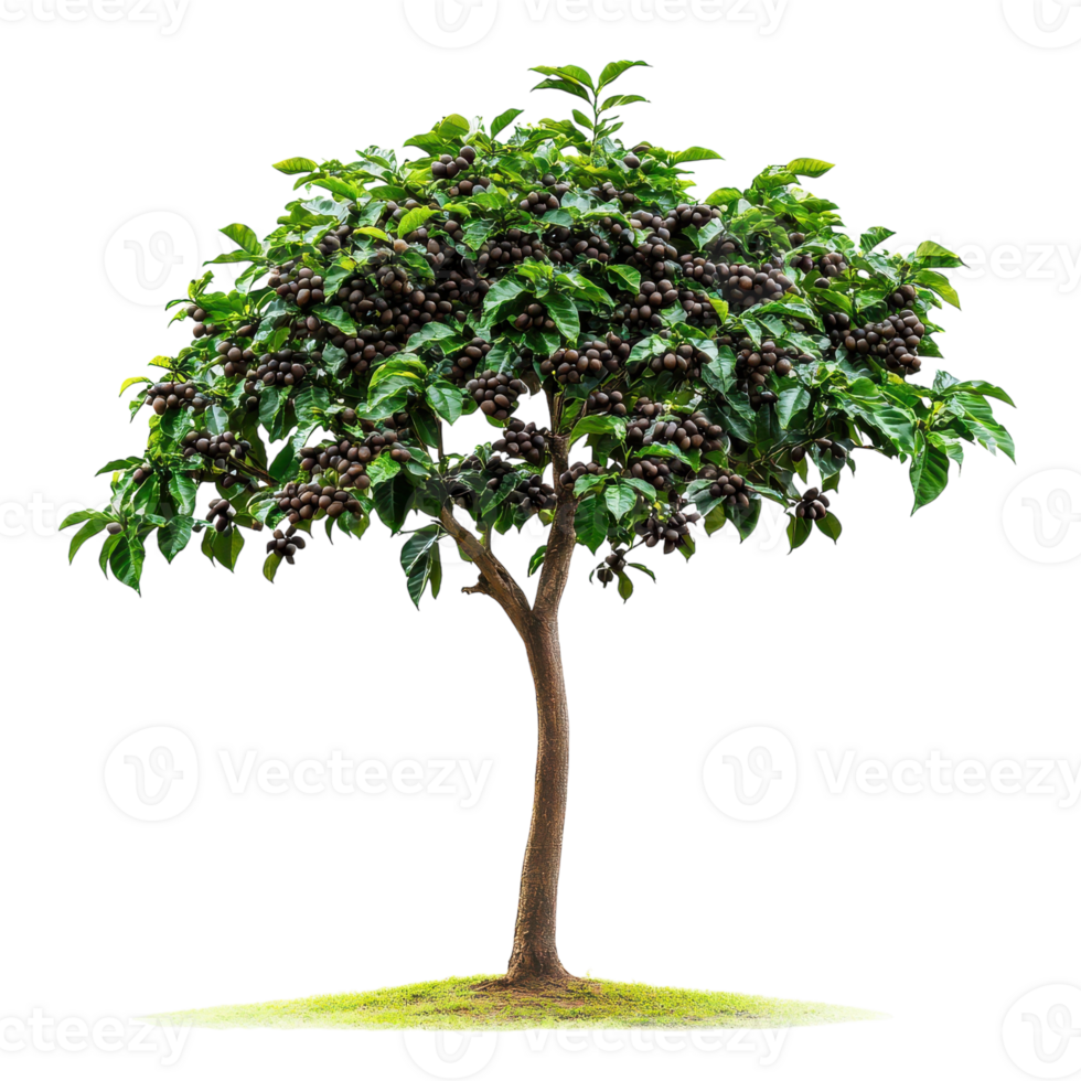 A coffee tree with green leaves and berries png
