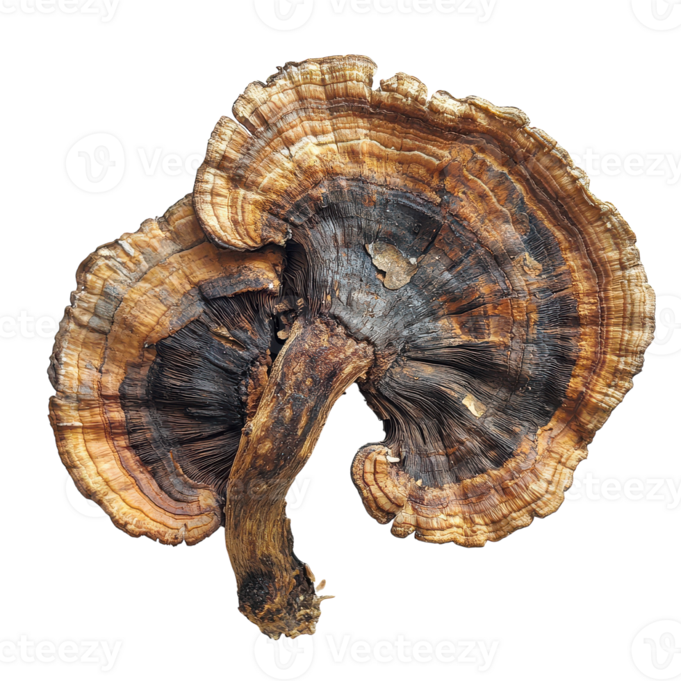 A mushroom with brown and black spots on it png