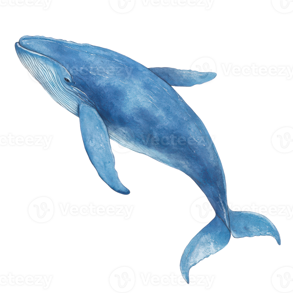 A blue whale is swimming in the water png