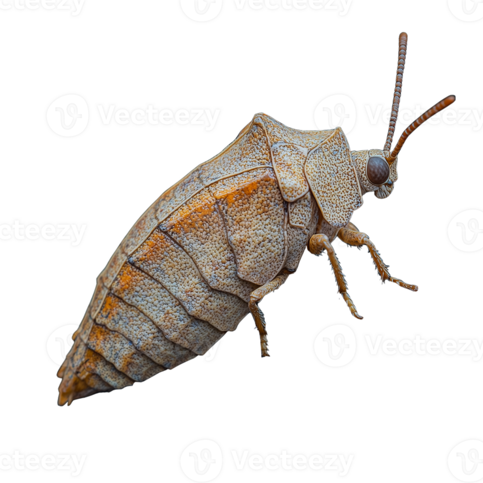 Close-up image of a unique insect with intricate patterns and textures highlighted on a transparent background png