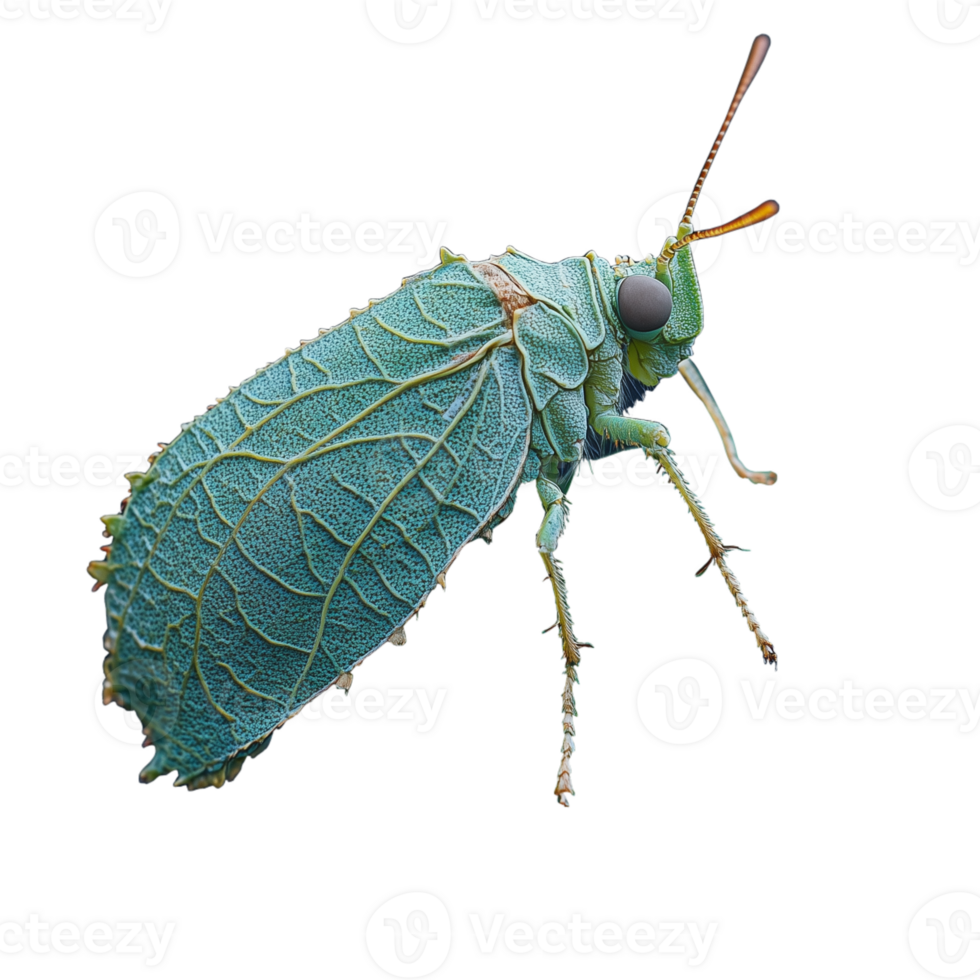 Close-up view of a vibrant green planthopper insect with intricate leaf-patterned wings on a transparent background png