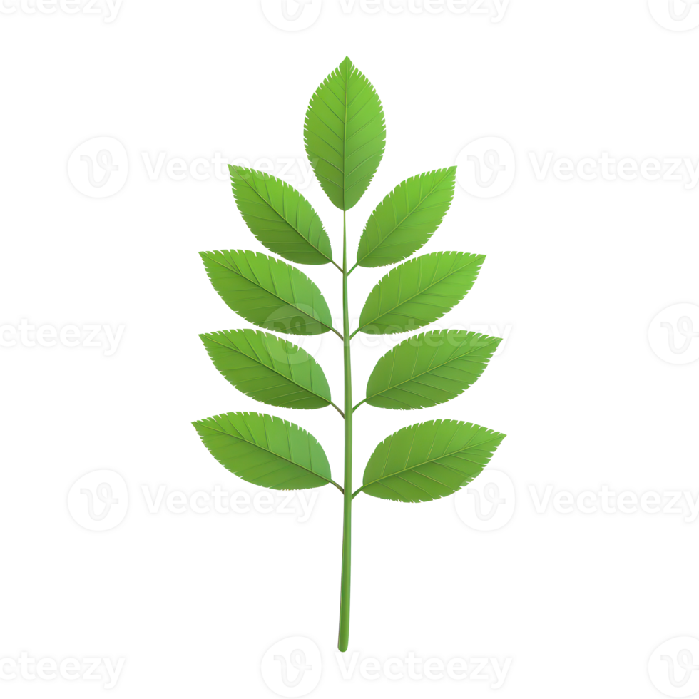 rowan tree leaf 3D icon cartoon minimalist png