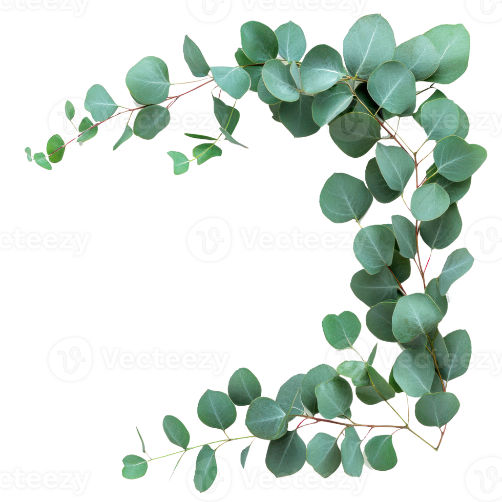 eucalyptus leaves on a branch download png