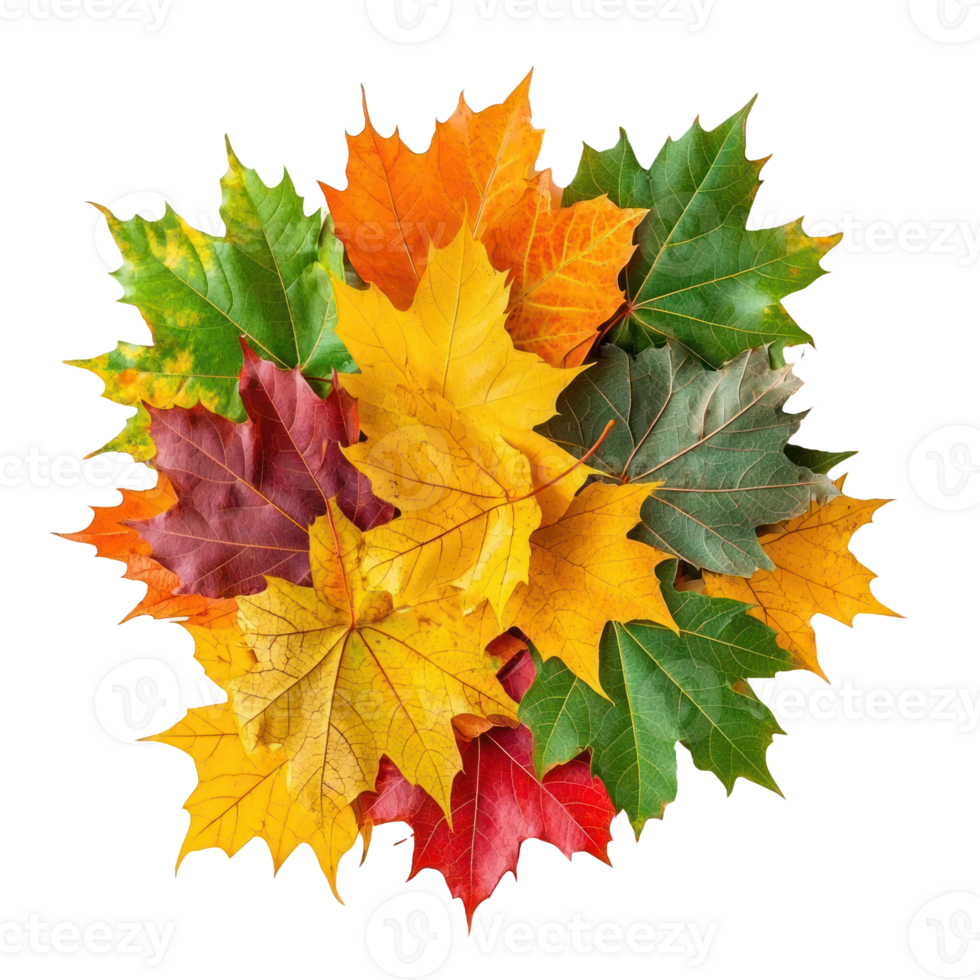 colorful autumn leaves on transparent background png