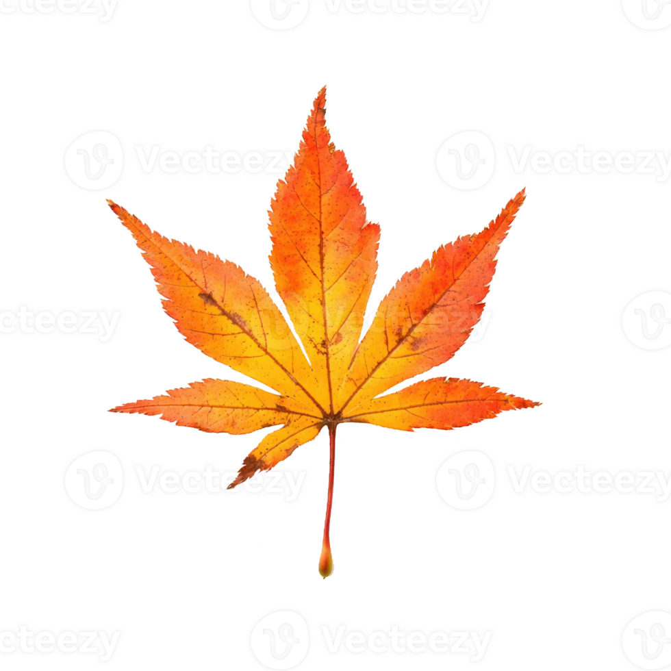 maple leaf on transparent background png