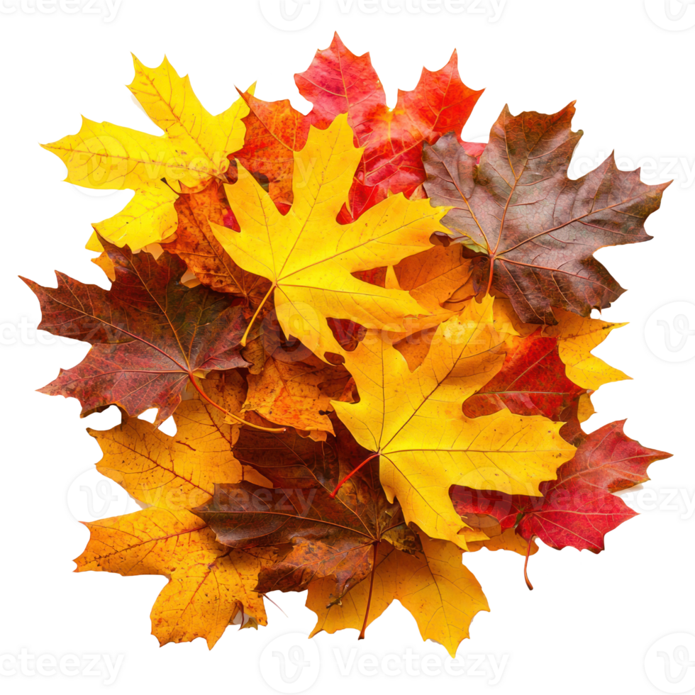 Pile of maple leaves, colorful autumn png