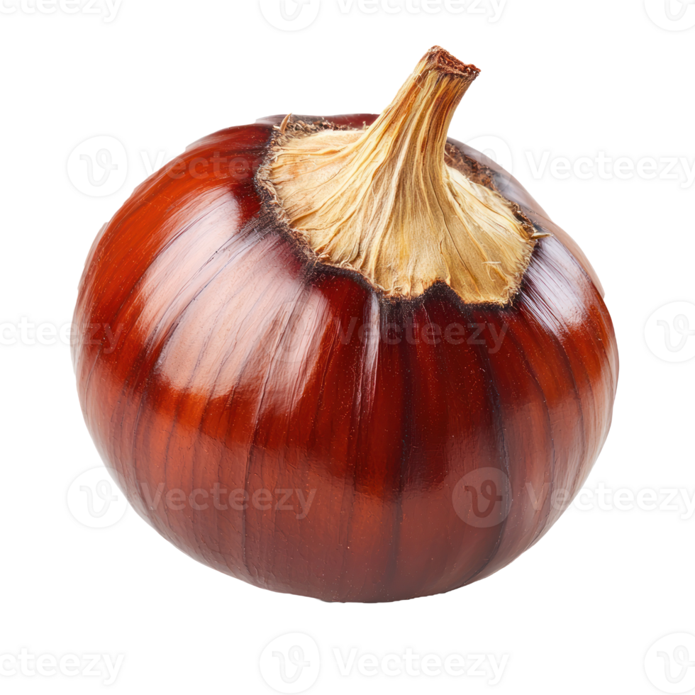 a chestnut isolate on transparent background png