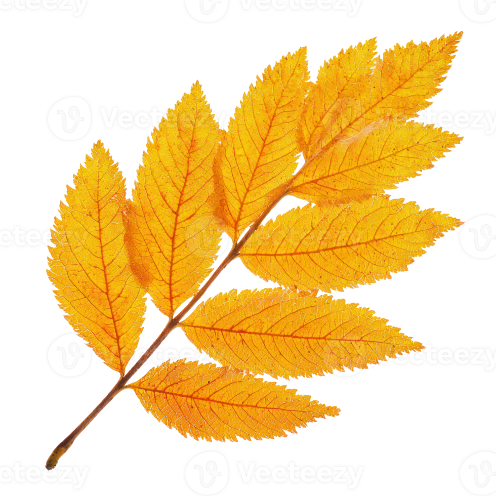 rowan tree leaf, autumn color png