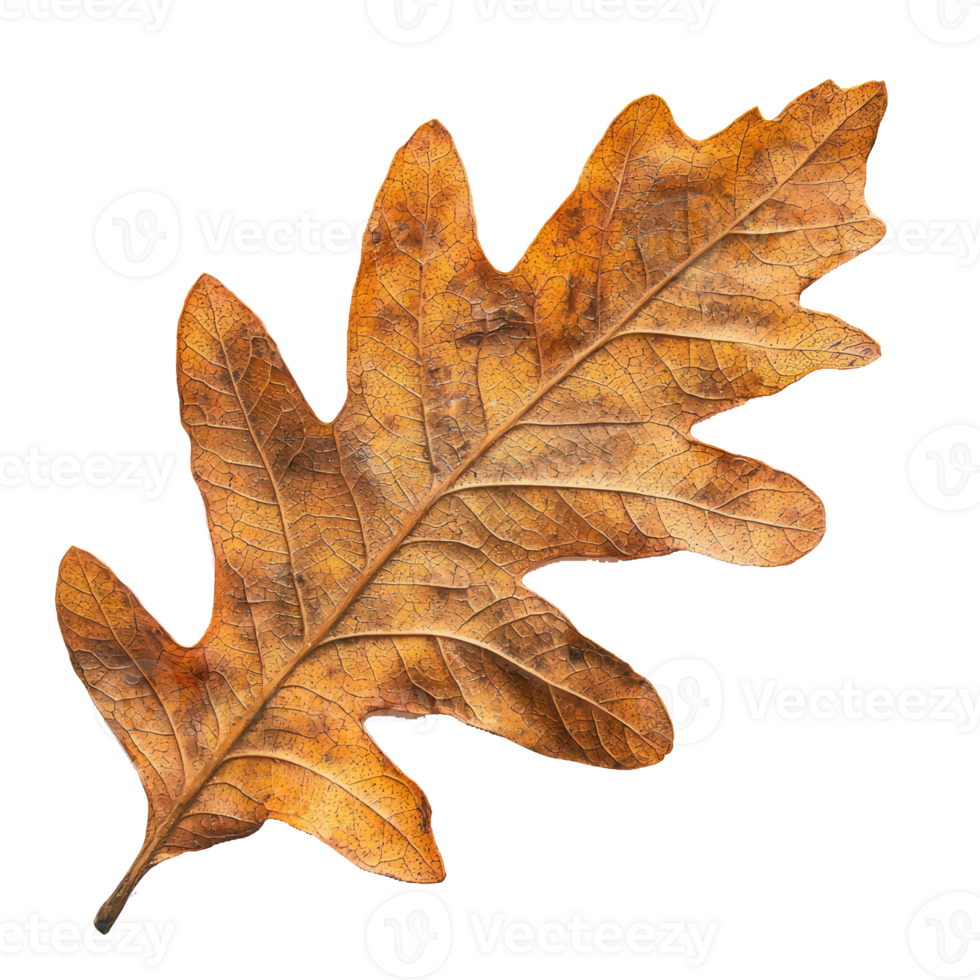 an oak leaf on a transparent background png
