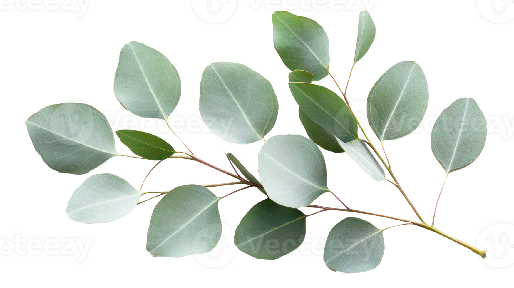 a eucalyptus leaves png