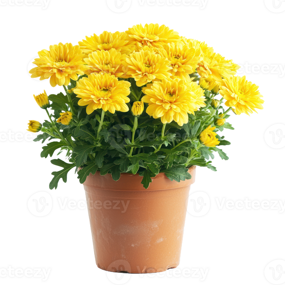 a chrysanthemum flower png