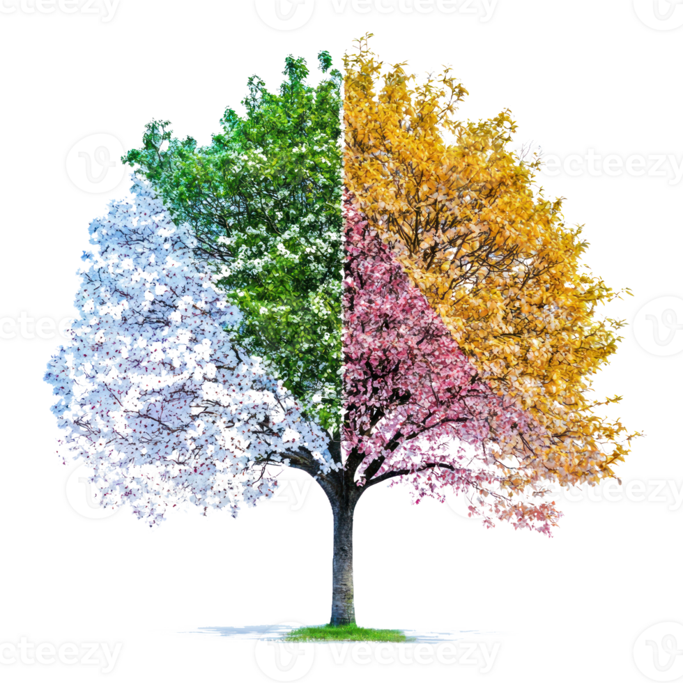 four seasons tree with different colors png