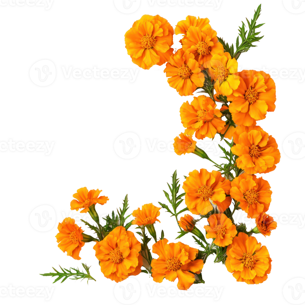 a orange flowers png