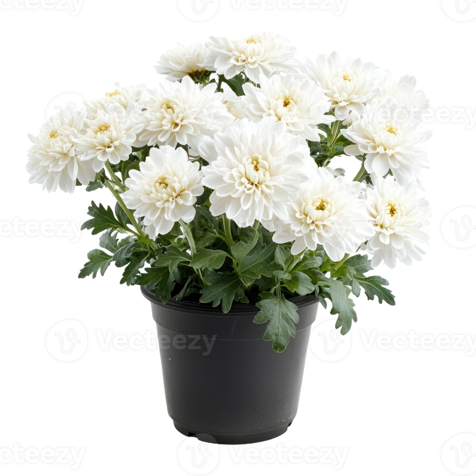 white flowers in a black pot png