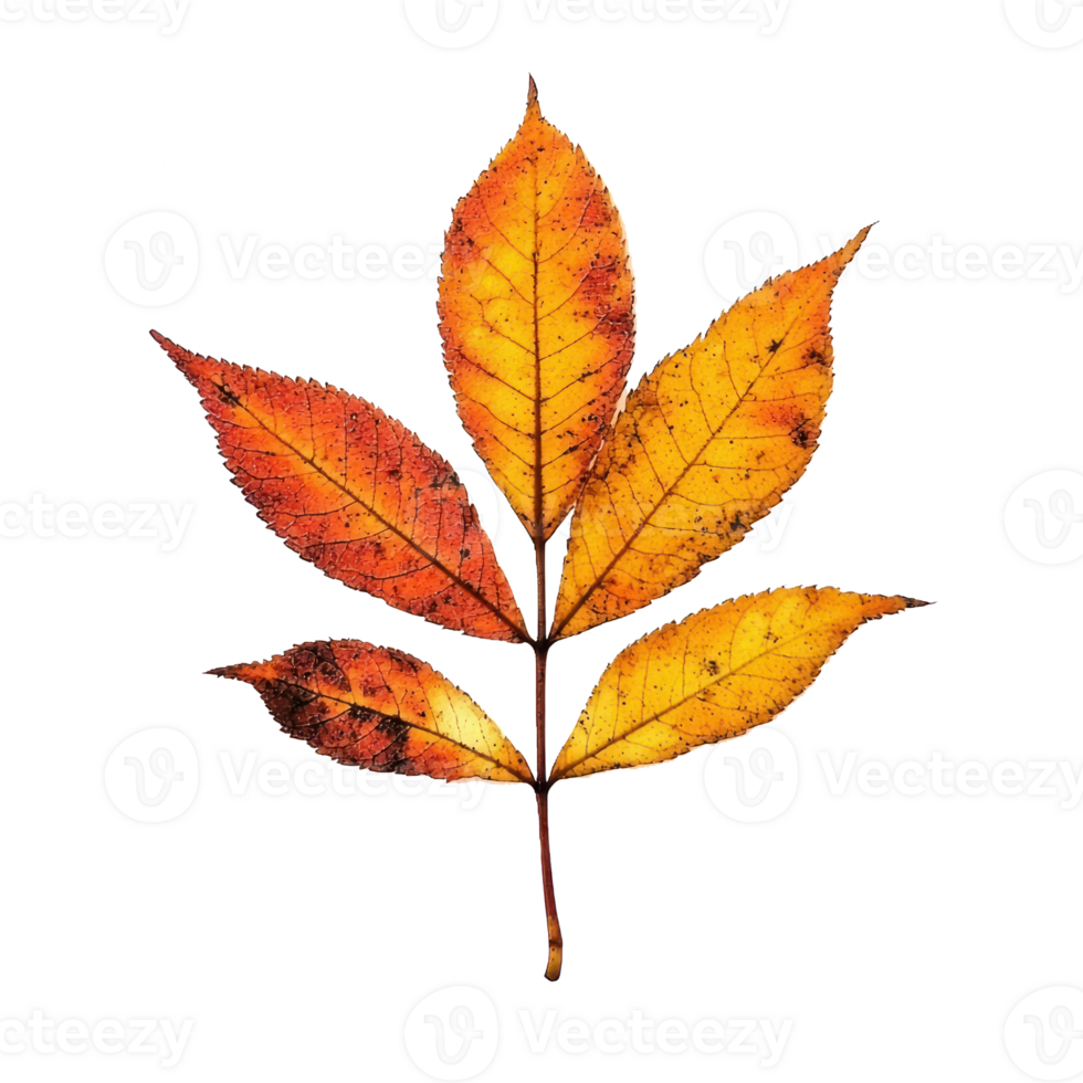 ash leaf, autumn color png