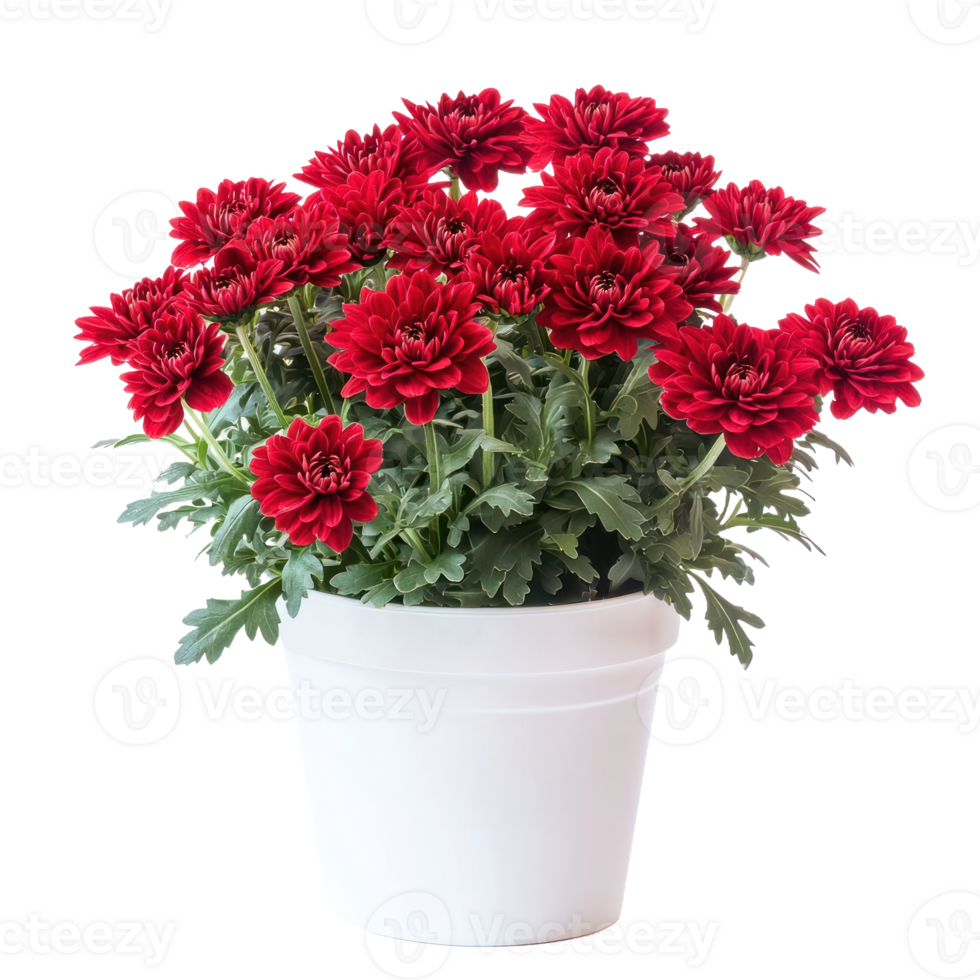 a potted red flower png
