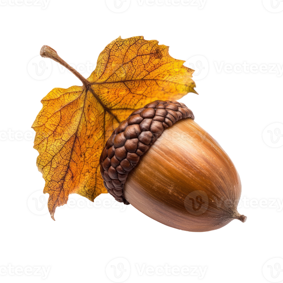 acorn, autumn color png